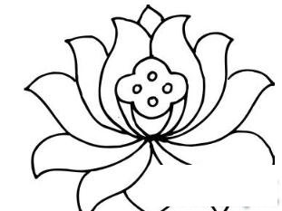 简笔画绽放的荷花的具体画法步骤图片教程