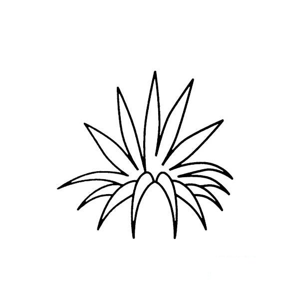 万年兰的画法简笔画