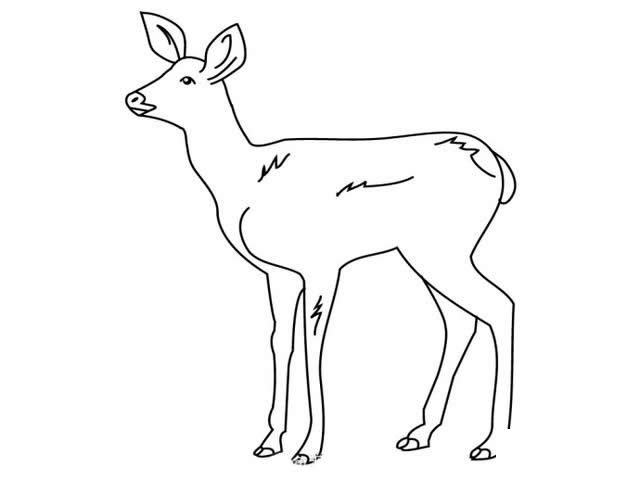 小鹿简笔画