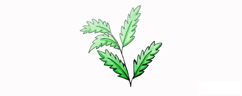 艾草怎么画