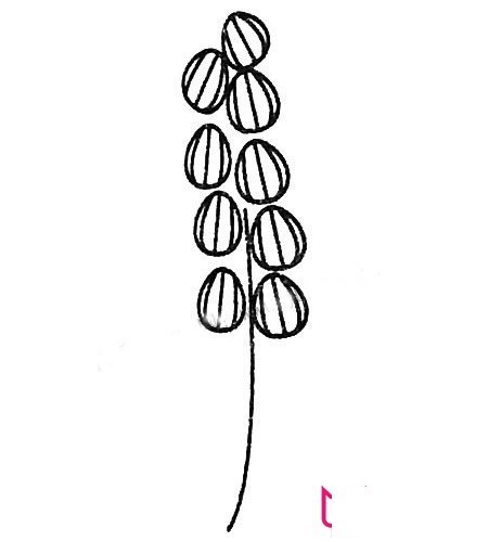 幼儿简笔画图片大全，风信子简笔画