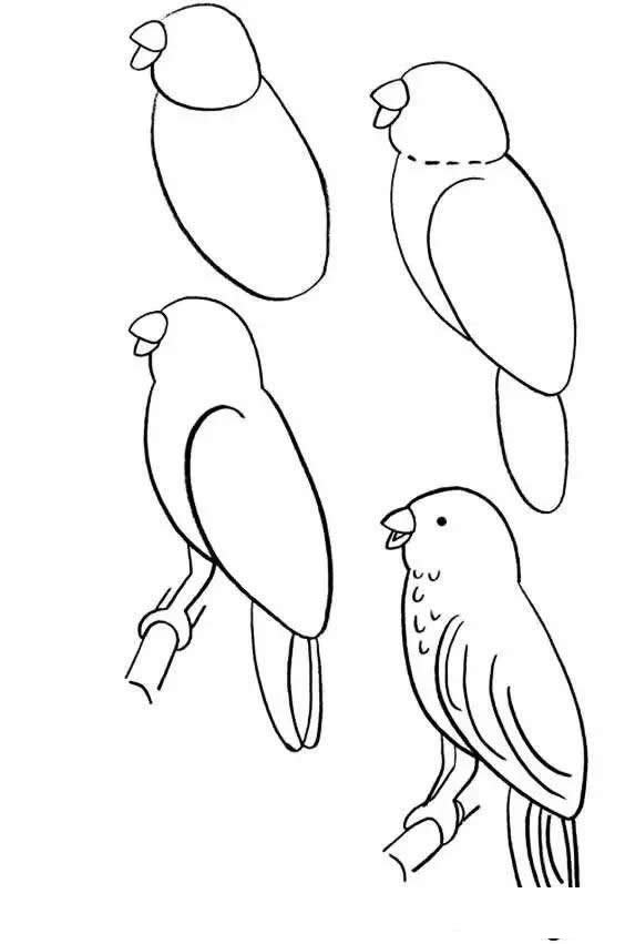 鹦鹉简笔画