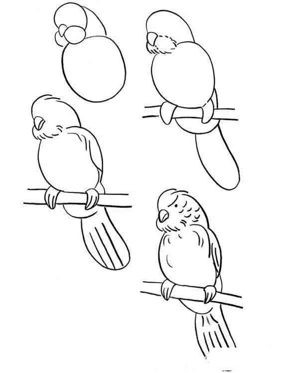 鹦鹉简笔画