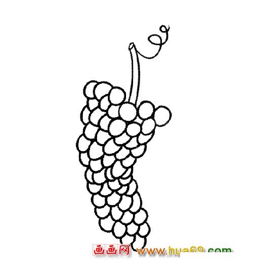 熟透的葡萄简笔画4