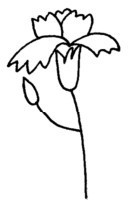 康乃馨简笔画图片教程