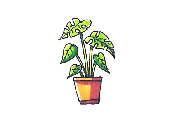 龟背竹盆栽简笔画