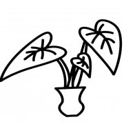 滴水观音植物简笔画步骤图片大全