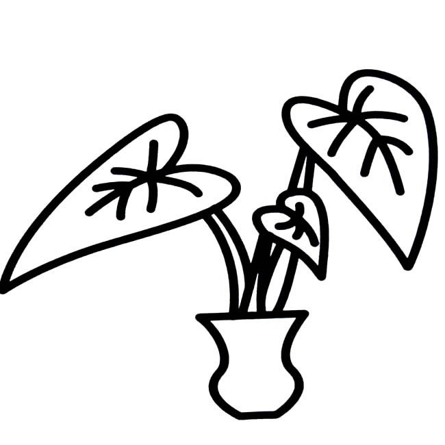 滴水观音植物简笔画步骤图片大全