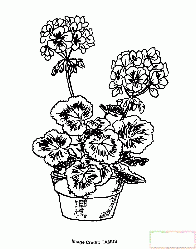 一盆盛开的花朵简笔画