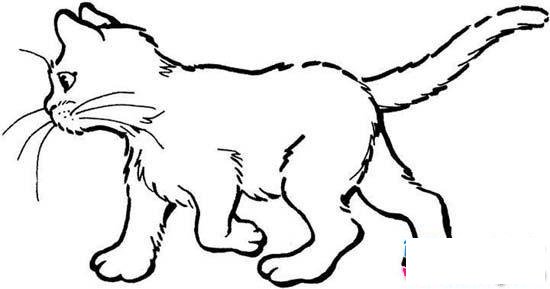 侧面行走的猫简笔画