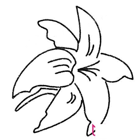 漂亮的简笔画花图片，百合花简笔画