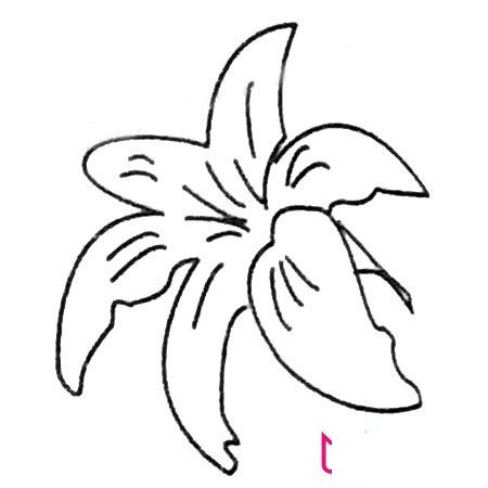 漂亮的简笔画花图片，百合花简笔画