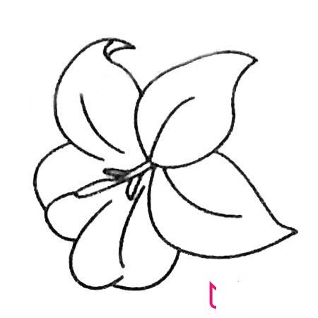 漂亮的简笔画花图片，百合花简笔画
