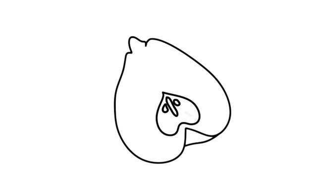 莱阳梨简笔画