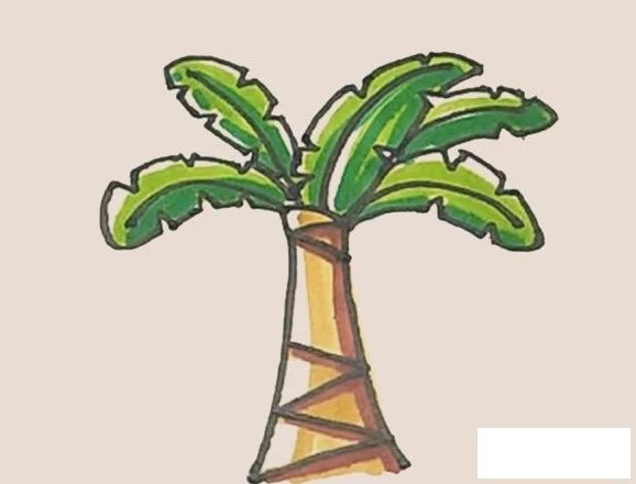芭蕉树简笔画图片