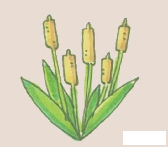香蒲简笔画