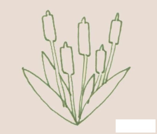 香蒲简笔画