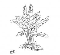 一棵芭蕉树简笔画图片
