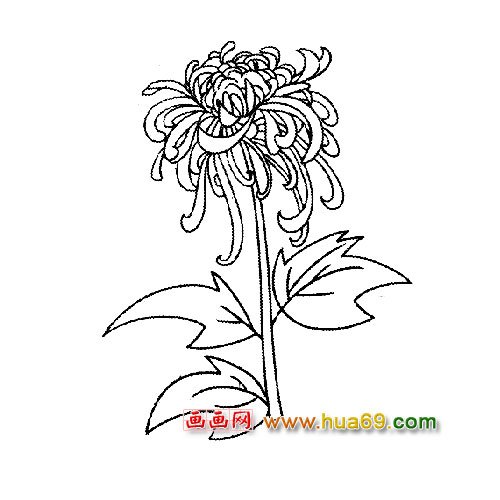 花卉简笔画：盛开的菊花