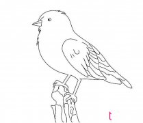 漂亮的小鸟简笔画，小山雀简笔画