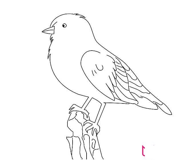 漂亮的小鸟简笔画，小山雀简笔画