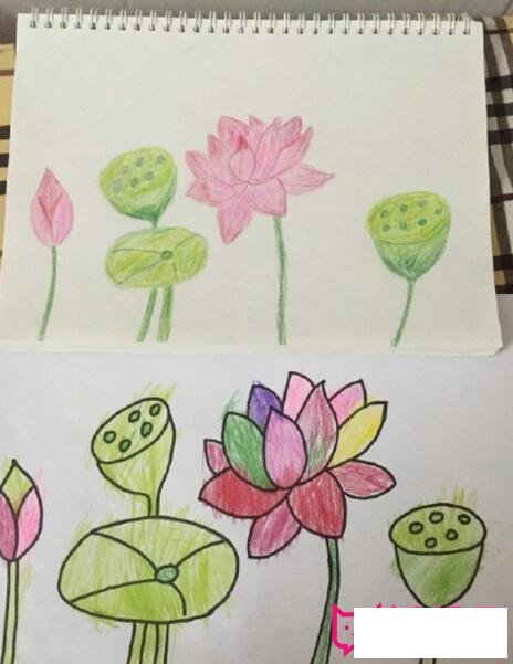 荷花简笔画，七彩荷花