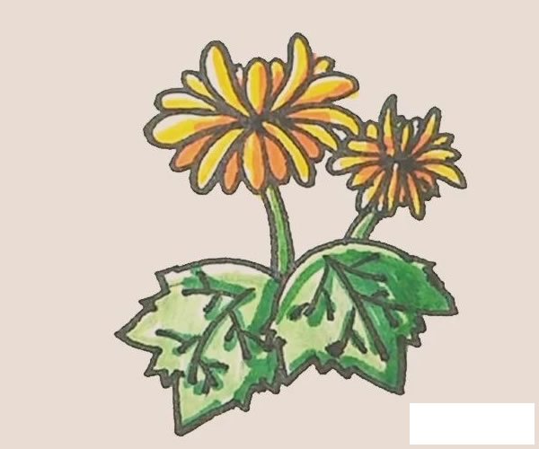 菊花简笔画图片