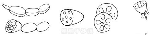 藕简笔画怎么画
