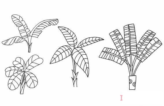 芭蕉树怎么画可爱 带步骤图芭蕉树简笔画图片