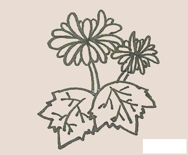 菊花简笔画图片