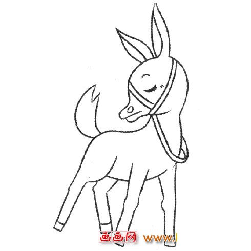 回头的小牛崽（简笔画）