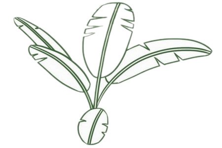 芭蕉树简笔画图片