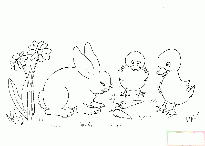 小鸭看白兔吃红萝卜简笔画