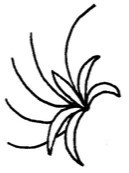 石蒜简笔画