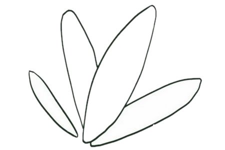 竹芋简笔画图片
