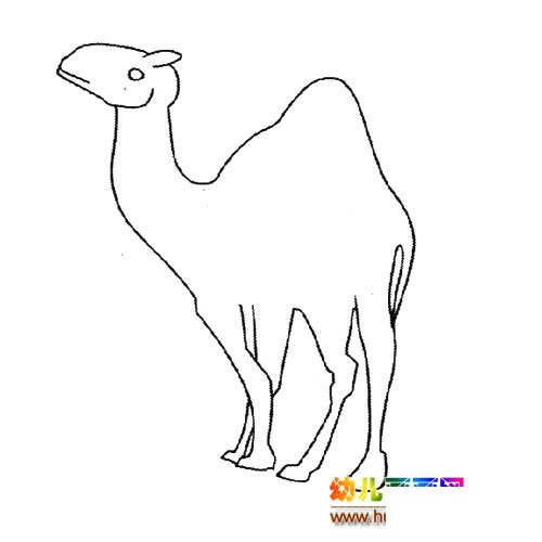 动物简笔画：一只骆驼10