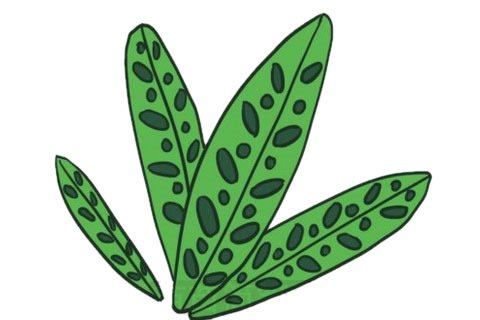 竹芋简笔画完成图