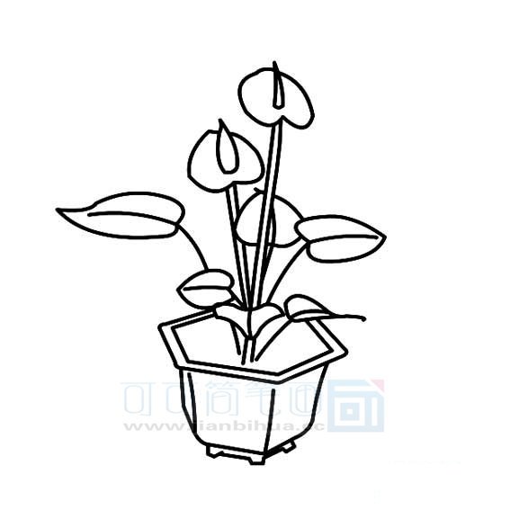 红掌花的画法