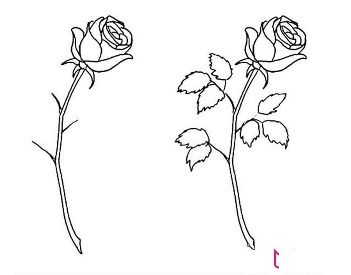 好看的玫瑰花简笔画