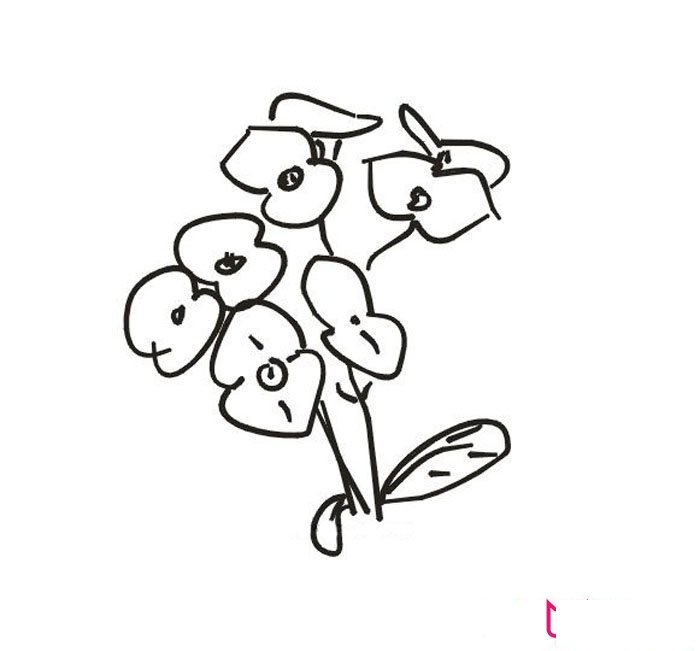 虎刺梅简笔画