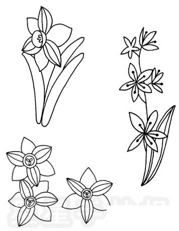 水仙花简笔画图片步骤教程