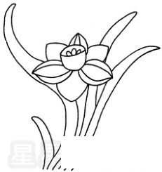 水仙花简笔画图片步骤教程