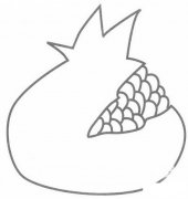 石榴简笔画步骤图解教程