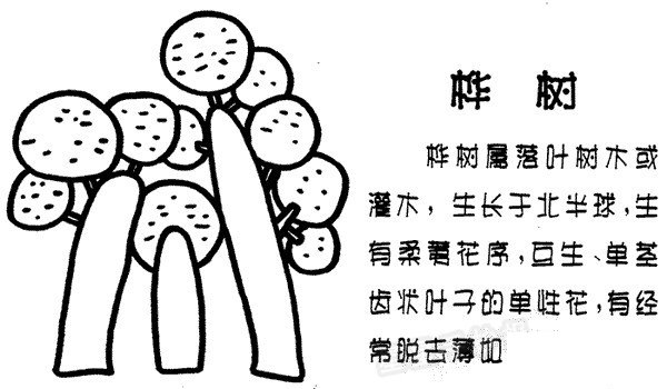 桦树简笔画