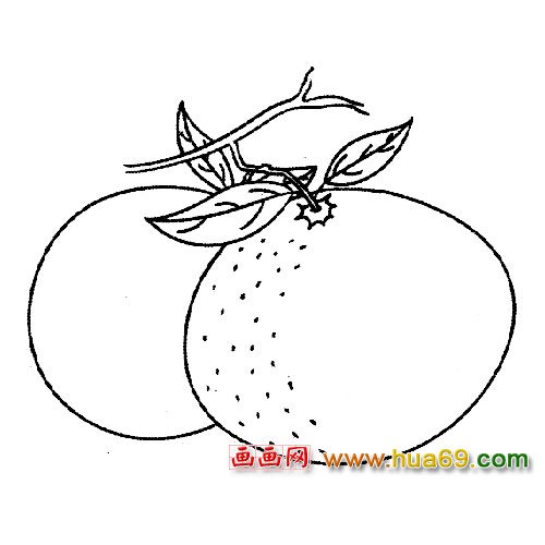 水果简笔画：柑橘5