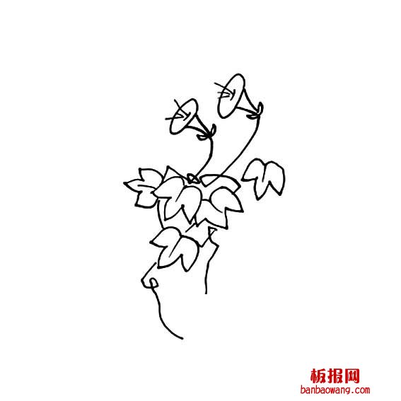 牵牛花画法
