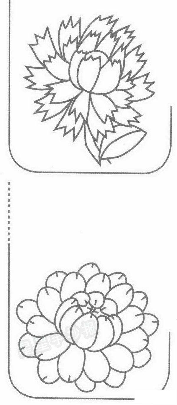 金盏菊简笔画