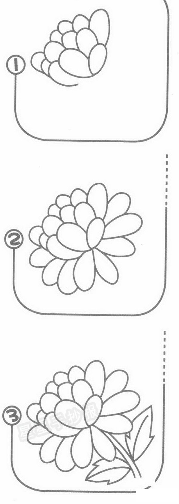 金盏菊简笔画
