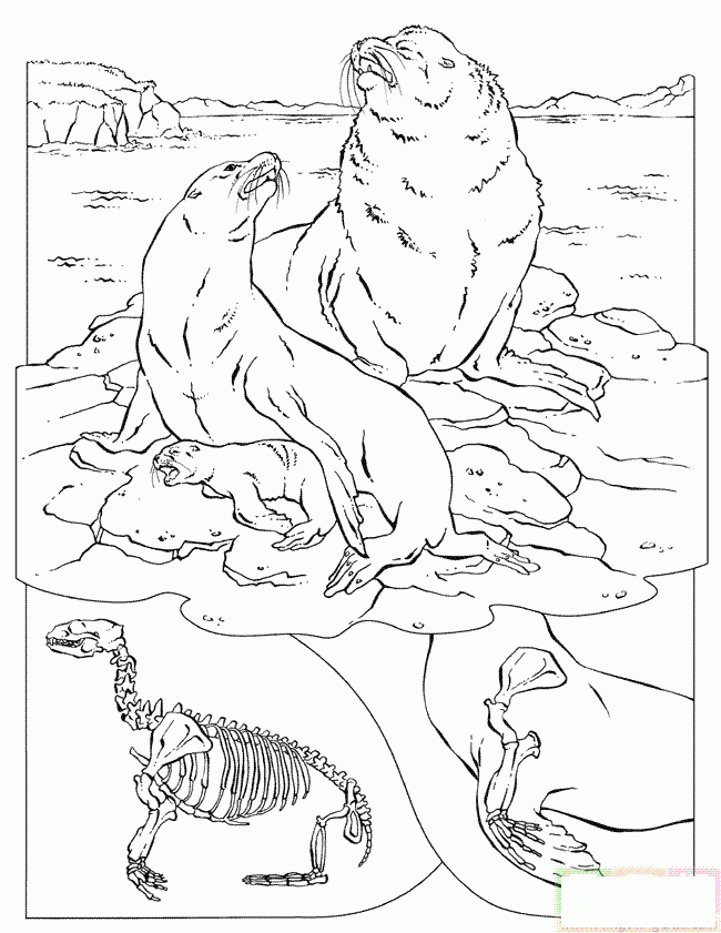 海边上的一群海狗简笔画