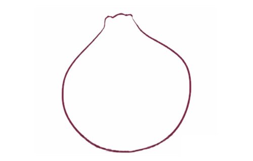 洋葱简笔画图片